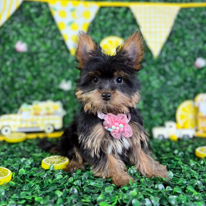 Female Yorkie-Pom puppy named Lexi for sale at Puppy Dreams - North Richland Hills.