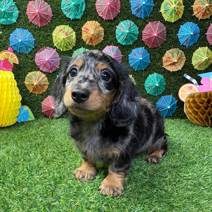 Male Dachshund puppy named Peanut for sale at Puppy Dreams - Carrollton.