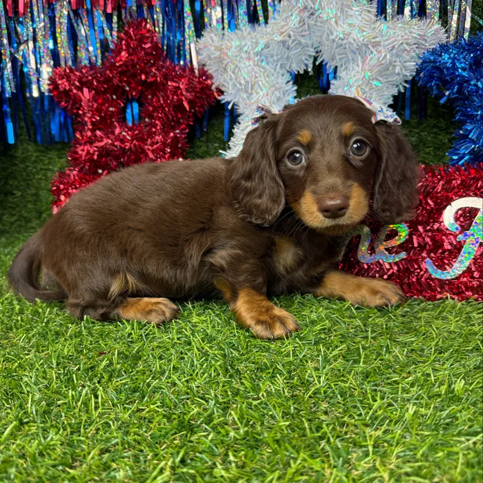 Female Dachshund puppy named Ziggy for sale at Puppy Dreams - Arlington.