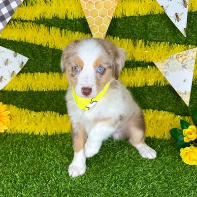 Male Mini Aussie puppy named Earl for sale at Puppy Dreams - Arlington.
