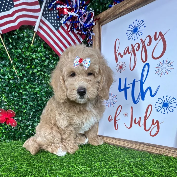 Female Mini Goldendoodle puppy named *Pop* for sale at Puppy Dreams - Mansfield.