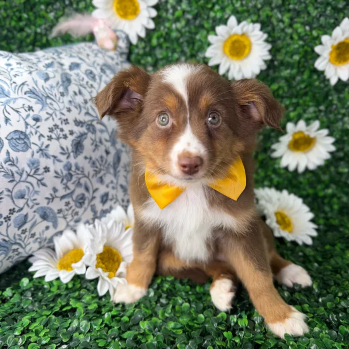 Male Mini Aussie puppy named Max for sale at Puppy Dreams - North Richland Hills.