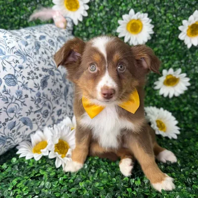 Male Mini Aussie puppy named Max for sale at Puppy Dreams - North Richland Hills.