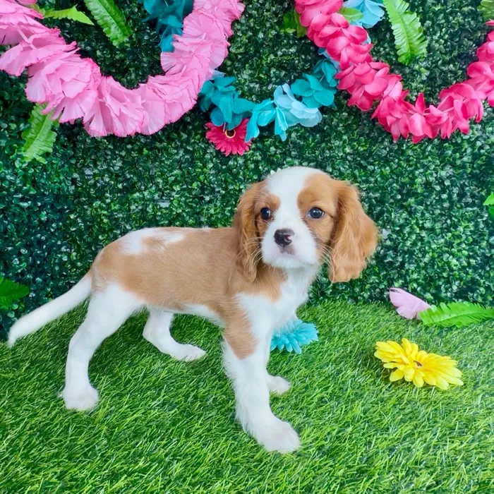 Female Cavalier King Charles Spaniel puppy named Eliza for sale at Puppy Dreams - Denton.
