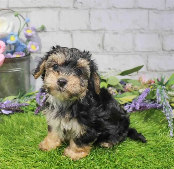Male Yorkie-Poo puppy named Bruno for sale at Puppy Dreams - Arlington.