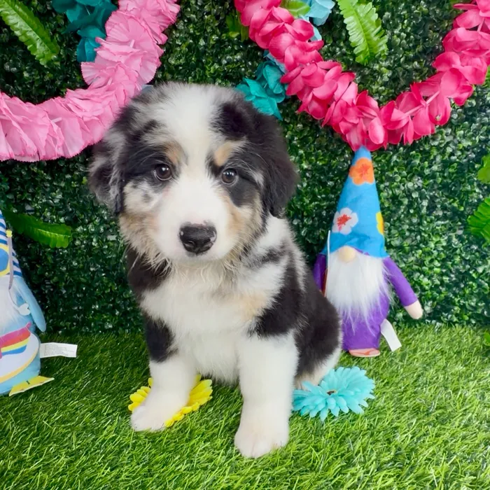 Male Mini Aussie puppy named Uncle Sam for sale at Puppy Dreams - Denton.