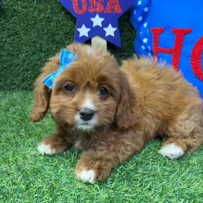 Female Cavapoo puppy named Ruby for sale at Puppy Dreams - Carrollton.