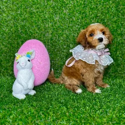 car_main_img_/media/ap_media/pets/HIVXXDFYWYXZ118078.webp.250x250_q85.webp