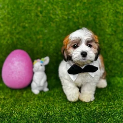 car_main_img_/media/ap_media/pets/HIWZOVVZHSNL119199.webp.250x250_q85.webp
