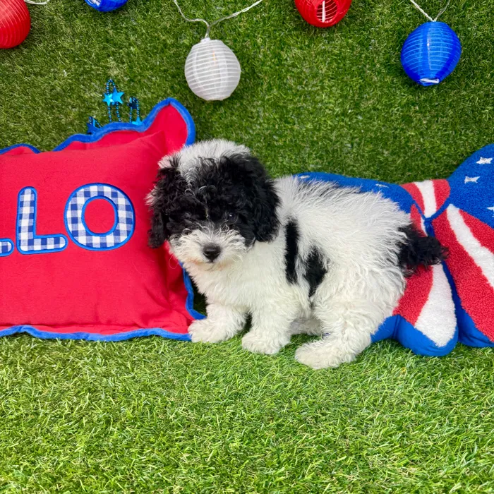 Male Mini Poodle puppy named Furrari for sale at Puppy Dreams - Arlington.
