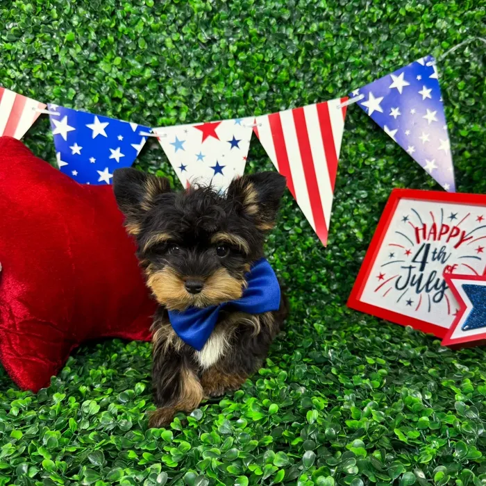 Male Yorkie puppy named Pip for sale at Puppy Dreams - North Richland Hills.