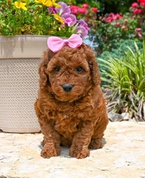 car_main_img_/media/ap_media/pets/HJLISKWGTAKQ131800.webp.250x250_q85.webp