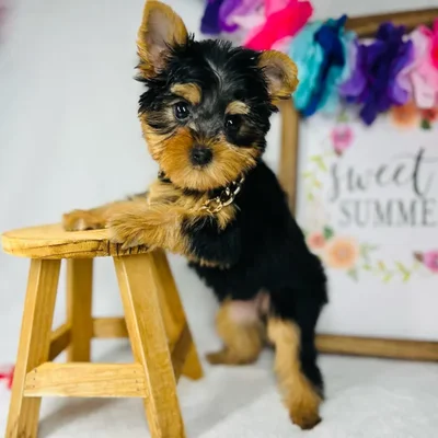 Male Yorkie puppy named *Poseidon* for sale at Puppy Dreams - Mansfield.