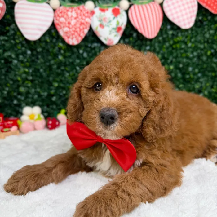 Male Mini Goldendoodle puppy named Milo for sale at Puppy Dreams - Garland.