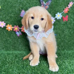 car_main_img_/media/ap_media/pets/HKVSHVHEXIXG122555.webp.250x250_q85.webp
