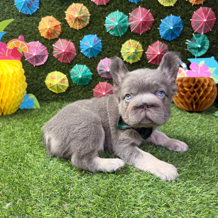 Male Fluffy French Bulldog puppy named Louie for sale at Puppy Dreams - Carrollton.