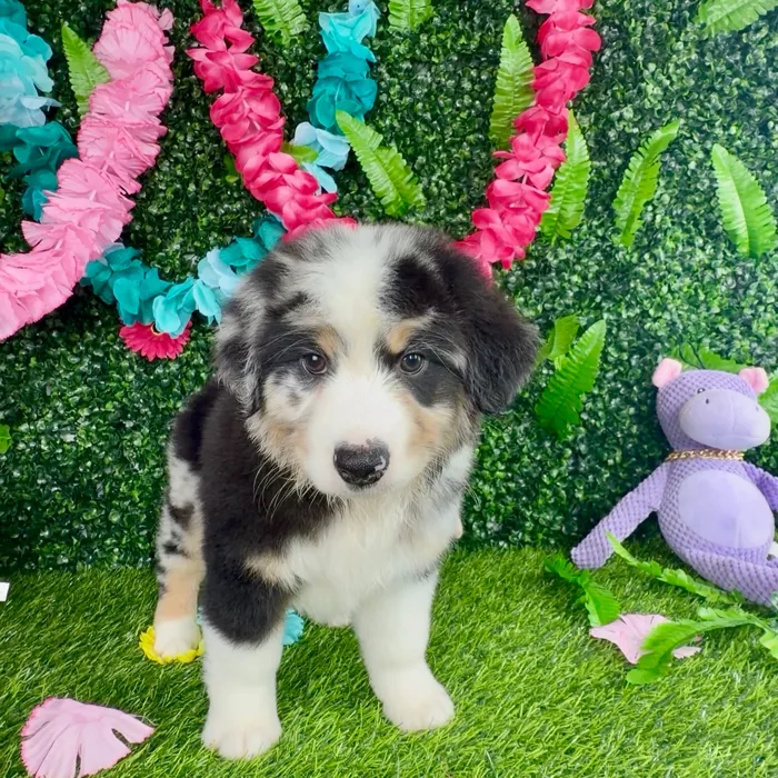 Male Mini Aussie puppy named Uncle Sam for sale at Puppy Dreams - Denton.