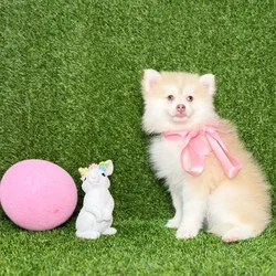 car_main_img_/media/ap_media/pets/HMDIDCDBQDCG118139.webp.250x250_q85.webp