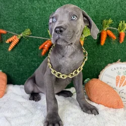 Male Cane Corso puppy named Atlas for sale at Puppy Dreams - Garland.
