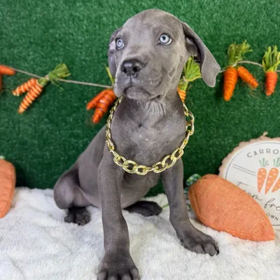 Male Cane Corso puppy named Atlas for sale at Puppy Dreams - Garland.