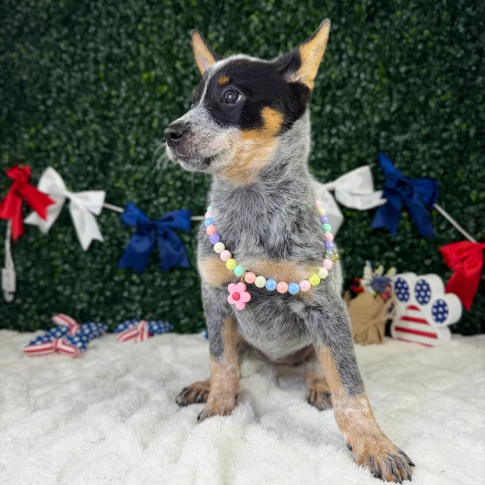 Female Australian Cattle puppy named Stormy for sale at Puppy Dreams - Garland.