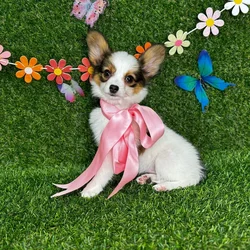 car_main_img_/media/ap_media/pets/HNYFXVHCWCRE122511.webp.250x250_q85.webp