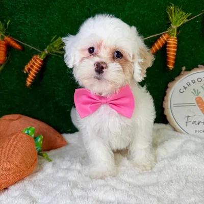 Female Teddy Bear puppy named Buttons for sale at Puppy Dreams - Garland.