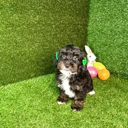 car_main_img_/media/ap_media/pets/HOGVCMXONGSY113433.webp.250x250_q85.webp