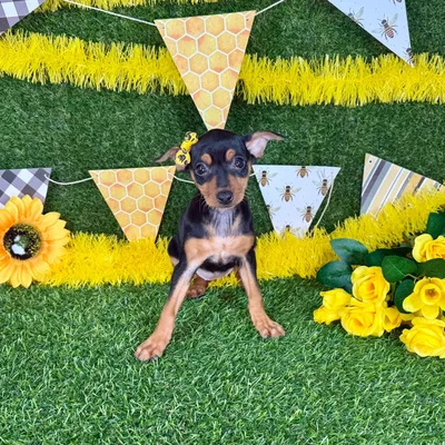 Female Min Pin puppy named Mini for sale at Puppy Dreams - Arlington.