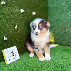 car_main_img_/media/ap_media/pets/HOZPOQXVOJMG123649.webp.250x250_q85.webp