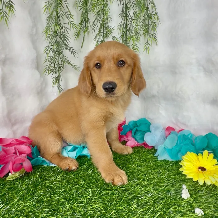 Male Golden Retriever puppy named Rodeo for sale at Puppy Dreams - Denton.