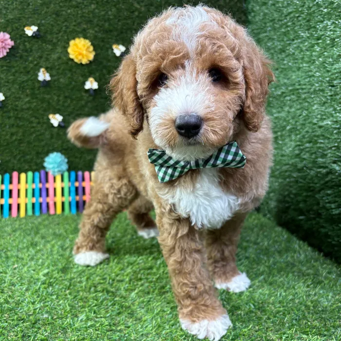 Male Mini Goldendoodle puppy named Charlie for sale at Puppy Dreams - Carrollton.