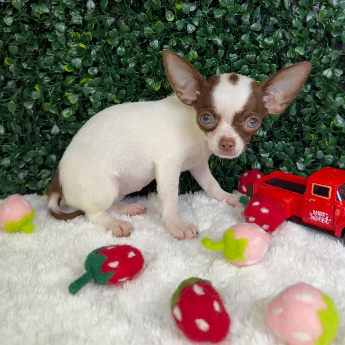 Female Chihuahua puppy named Jazzy for sale at Puppy Dreams - Garland.