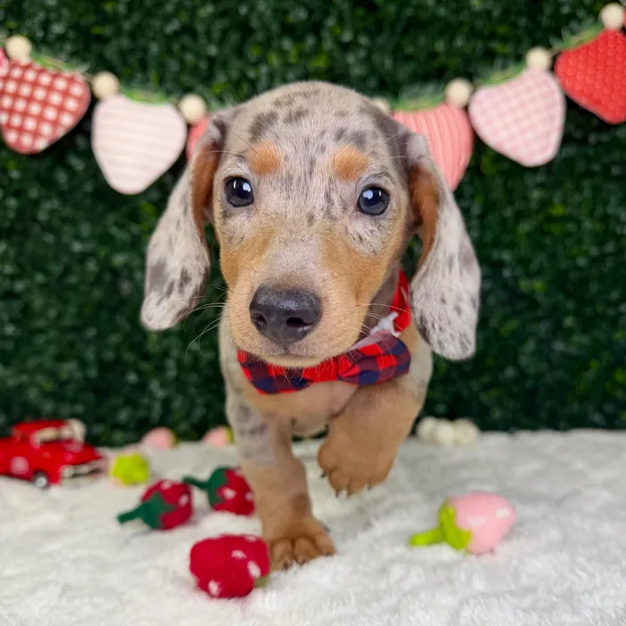 Male Dachshund puppy named Remy for sale at Puppy Dreams - Garland.