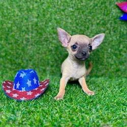 car_main_img_/media/ap_media/pets/HRKBJHMJLXRX128703.webp.250x250_q85.webp