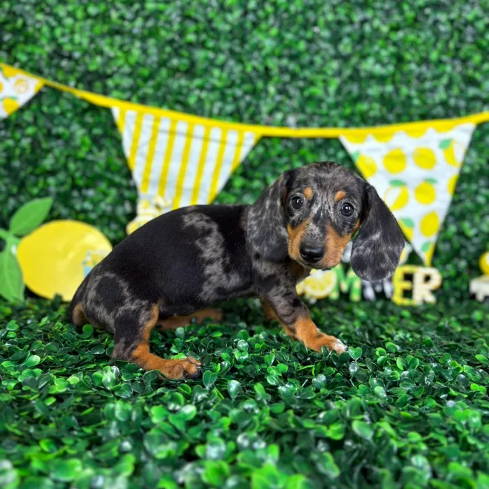 Female Dachshund puppy named Diana for sale at Puppy Dreams - North Richland Hills.