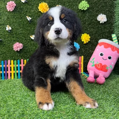 Male Bernese Mountain Dog puppy named Moose for sale at Puppy Dreams - Carrollton.