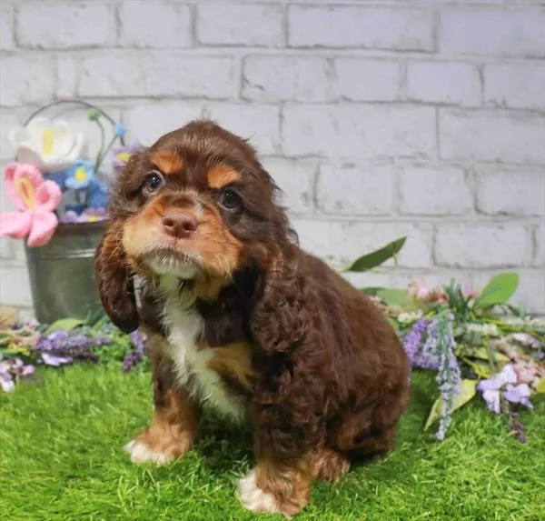 Male Cocker Spaniel puppy named Max for sale at Puppy Dreams - Garland.