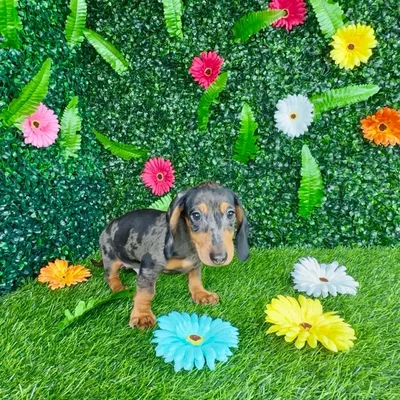 Male Dachshund puppy named Dr Pepper for sale at Puppy Dreams - Denton.