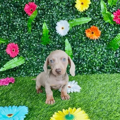 Male Dachshund puppy named Ginger Ale for sale at Puppy Dreams - Denton.