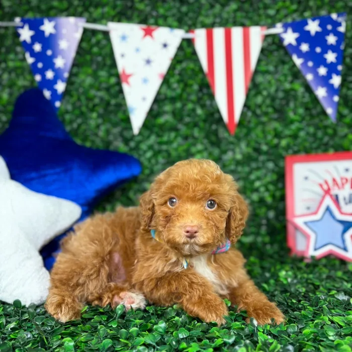 Male Mini Poodle puppy named Jasper for sale at Puppy Dreams - North Richland Hills.