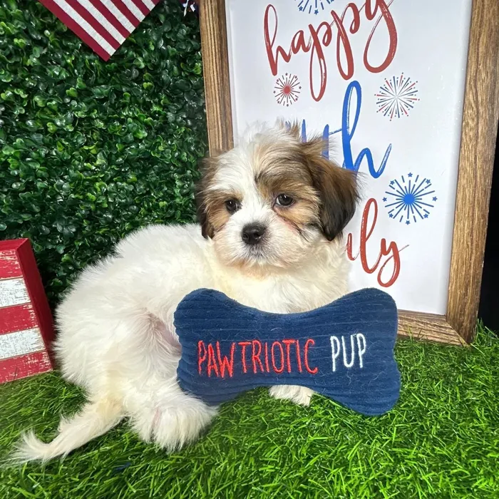 Male Shorkie puppy named *Fizz* for sale at Puppy Dreams - Mansfield.