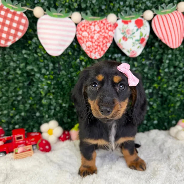 Female Dachshund puppy named Skye for sale at Puppy Dreams - Garland.