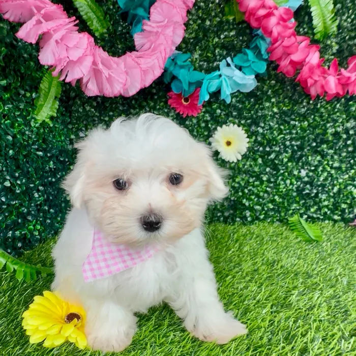 Female Maltese puppy named Marylin Monroe for sale at Puppy Dreams - Denton.