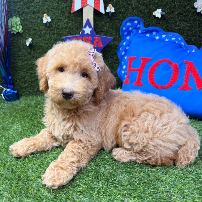Female Mini Goldendoodle puppy named Sophie for sale at Puppy Dreams - Carrollton.