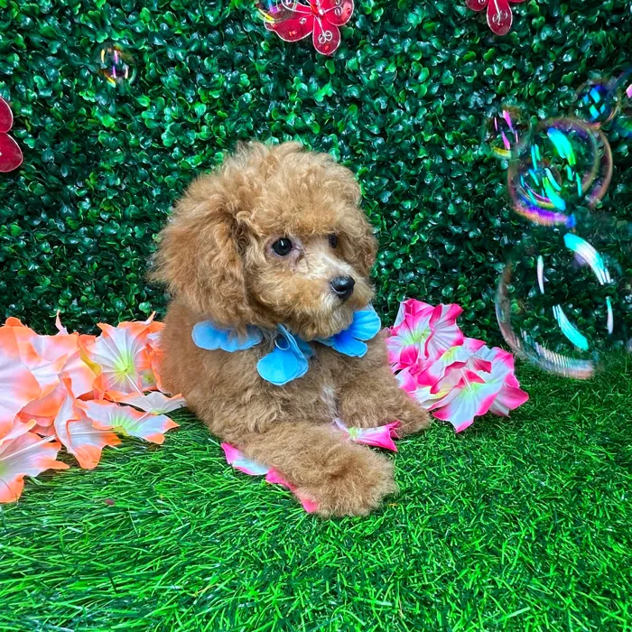 Male Mini Poodle puppy named *Aspen* for sale at Puppy Dreams - Mansfield.