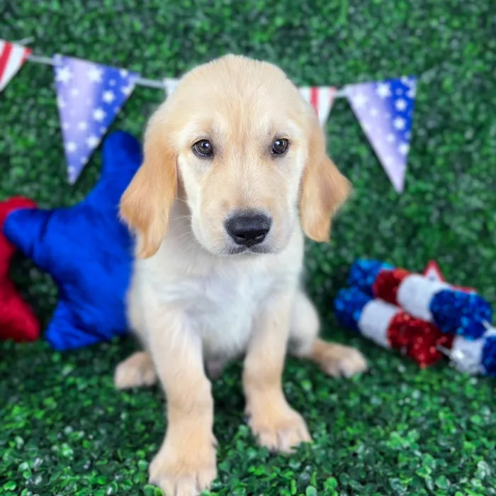 Male Golden Retriever puppy named Echo for sale at Puppy Dreams - North Richland Hills.