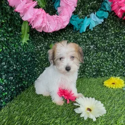 Female Yochon puppy named Sabertooth for sale at Puppy Dreams - Denton.