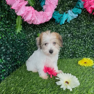 Female Yochon puppy named Sabertooth for sale at Puppy Dreams - Denton.