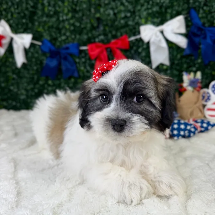 Female Teddy Bear puppy named Poppy for sale at Puppy Dreams - Garland.